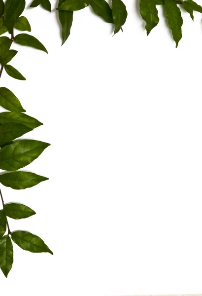 Zöld levelek felső és bal oldali keret — Stock Fotó