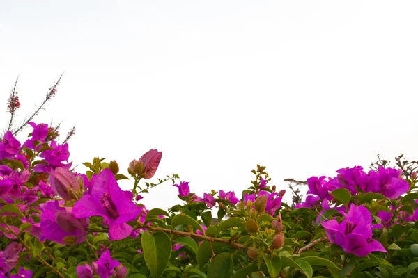 Růžové fueng fah květina rámec — Stock fotografie