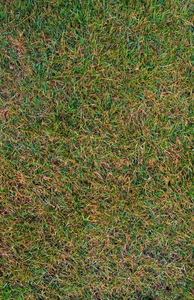 Inte perfekt gräs konsistens — Stockfoto