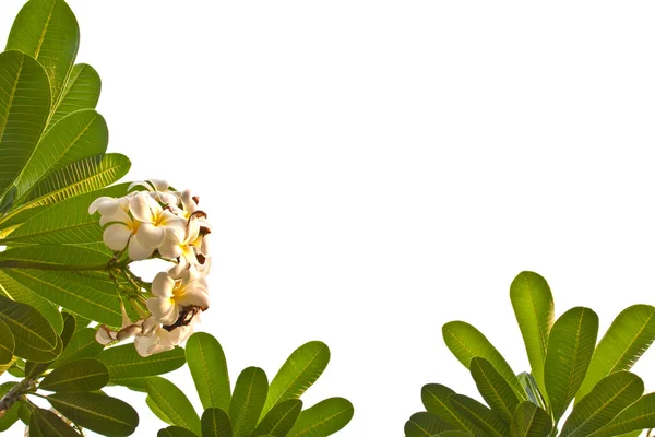 Λευκό plumeria λουλούδια πλαίσιο στο κάτω μέρος αριστερά — Φωτογραφία Αρχείου