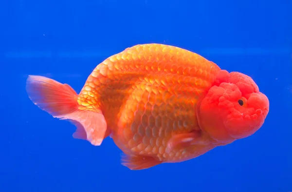 Oranje goudvissen in blauw water — Stockfoto