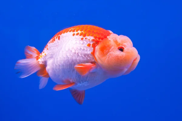 Peixinho dourado em água azul — Fotografia de Stock