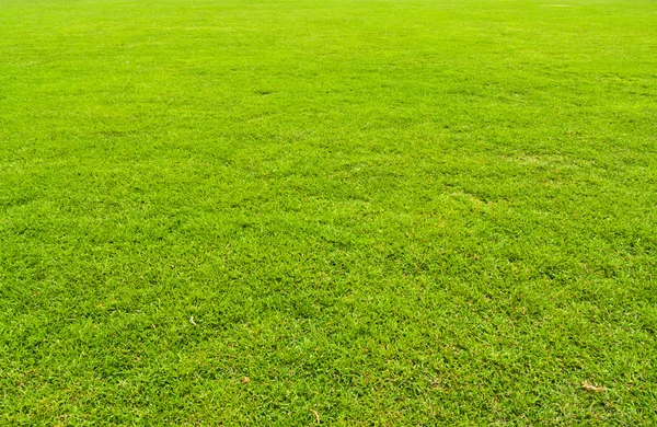 緑の草テクスチャ パターンのないです。 — ストック写真