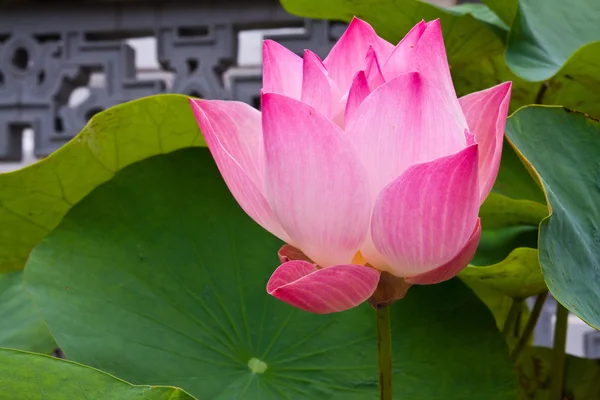 Ensam rosa lotus blossom — Stockfoto