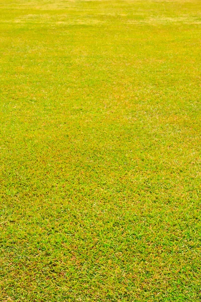 Zielone trawy tekstura prosto pionowe — Zdjęcie stockowe