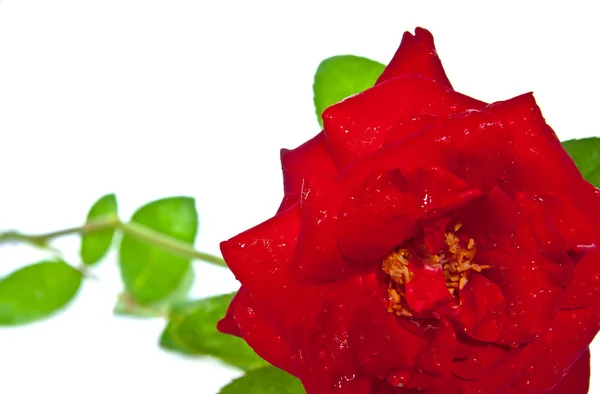 Röd ros närbild isolerad på vit — Stockfoto
