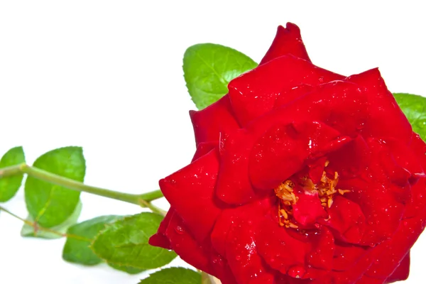 Κόκκινο τριαντάφυλλο closeup απομονώνονται σε λευκό — Φωτογραφία Αρχείου