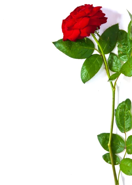 Rode rose op wit papier geïsoleerd te zetten — Stockfoto