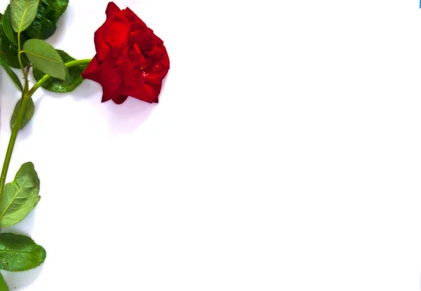 Rosa vermelha colocada no quadro esquerdo isolado no branco — Fotografia de Stock
