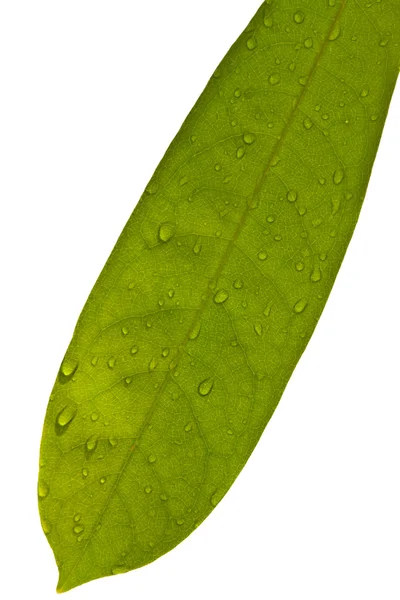 Parte de trás da textura da folha verde com gota de água isolada no bac branco — Fotografia de Stock