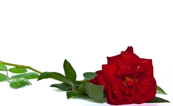 Κόκκινο τριαντάφυλλο κάτω πλαίσιο απομονωθεί σε λευκό — Φωτογραφία Αρχείου