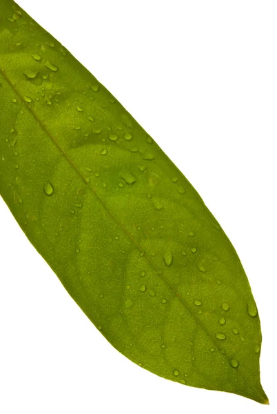 Grüne Blatttextur mit Wassertropfen isoliert auf weißem Hintergrund — Stockfoto