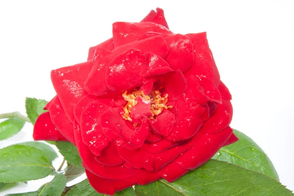 Czerwona róża zbliżenie na białym tle na białym w centrum — Zdjęcie stockowe