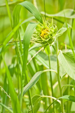 Young sunflower grow among green grasses clipart