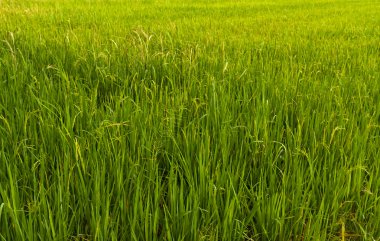 Paddy field in Thailand tilted to left clipart