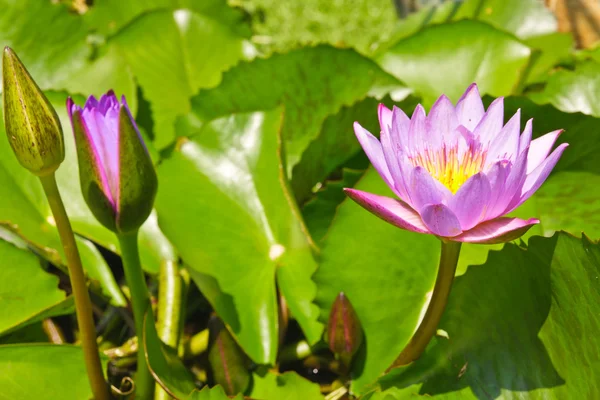 ピンクの蓮の花緑の葉が付いている池で — ストック写真