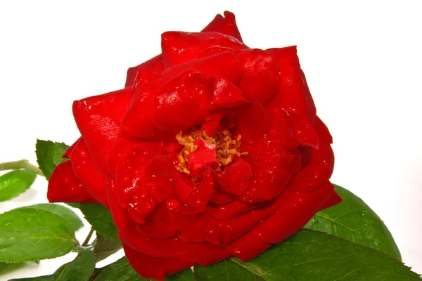 Rode roos close-up geïsoleerd op wit centrum — Stockfoto