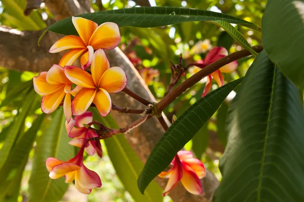 Oranje plumeria bloemen op de boom — Stockfoto