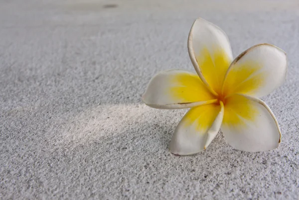 stock image White plumeria flowers on white concrete floor