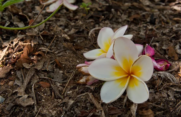 Fehér plumeria virágok a földön — Stock Fotó