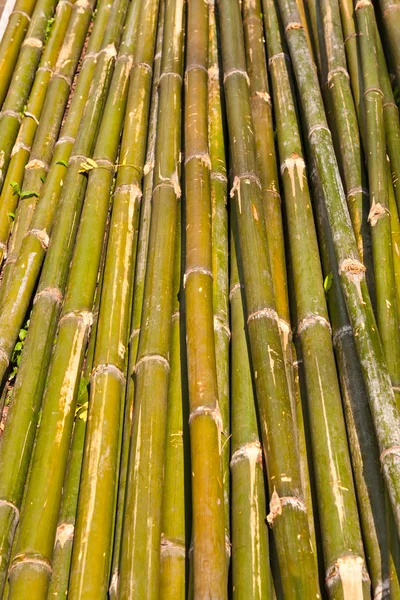 Grenn motif en bambou texture verticale — Photo