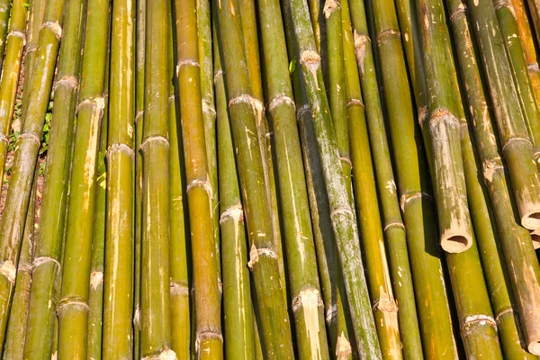 Grenn motif en bambou texture horizon — Photo