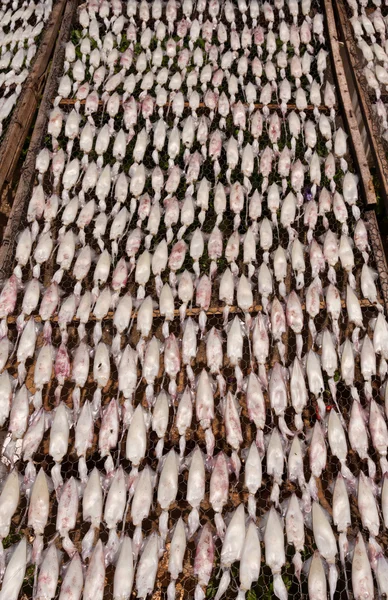 Drying squid with sun on the net tilted out — Stock Photo, Image