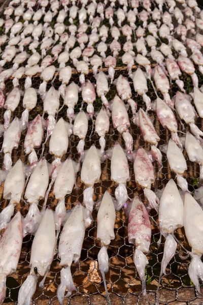Drying squid with sun on the net vertical — Stock Photo, Image