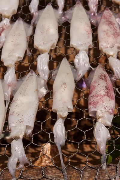 Drying squid with sun on the net close up vertical — Stock Photo, Image