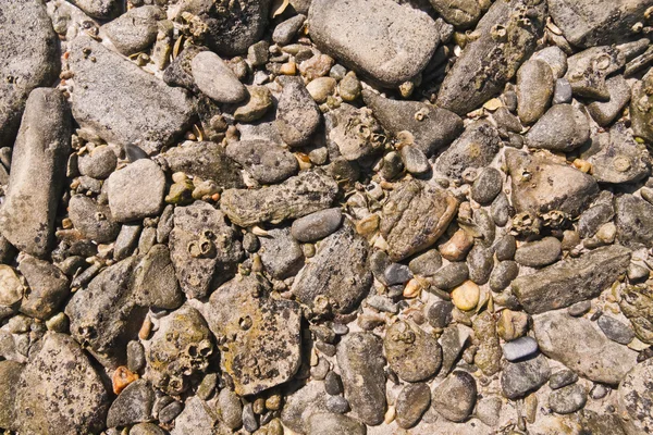 Kamienie wzór tekstury na plaży — Zdjęcie stockowe