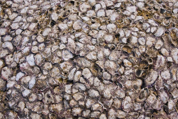 Petrificado conchas textura fundo — Fotografia de Stock