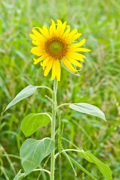 Slunečnice vystupovat ze zelené trávy — Stock fotografie