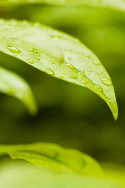 Green leaves with droplets space on bottom — Stock Photo, Image