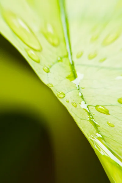 色あせた液滴を利用した緑色を葉します。 — ストック写真