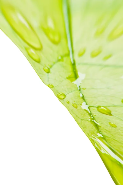 Folhas verdes com quadro de gotas desbotadas — Fotografia de Stock