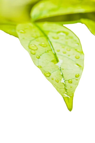 Green leaves with droplet frame — Stock Photo, Image