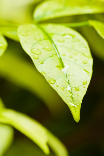 液滴を利用した緑の葉 — ストック写真