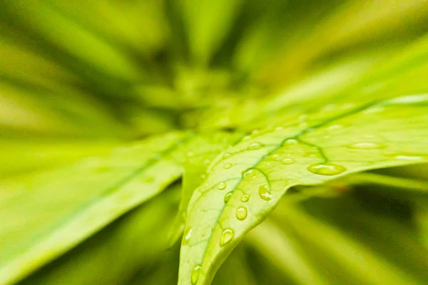 Folhas verdes com gotículas desbotadas — Fotografia de Stock