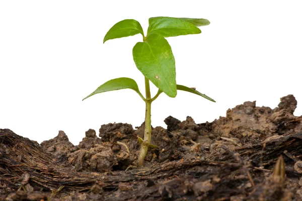 Little tree rise from the ground isolated — Stock Photo, Image