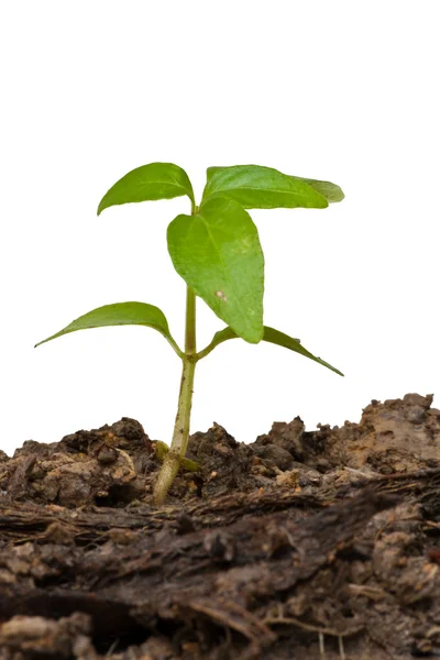 Little tree rise from the ground isolated vertical — Stock Photo, Image