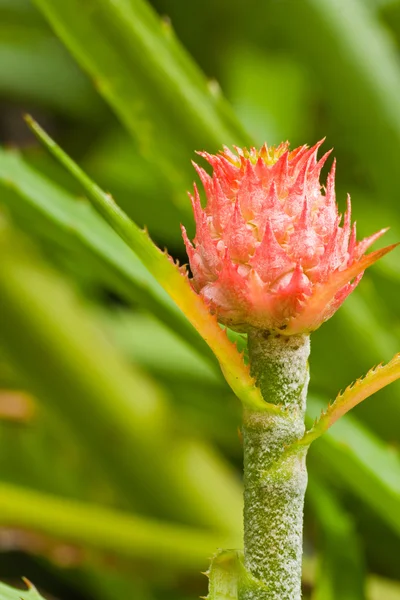 Young pineapple fruit on its plant — Stock Photo, Image