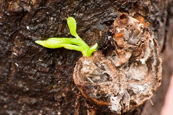 New tree branch germinate from trunk — Stock Photo, Image