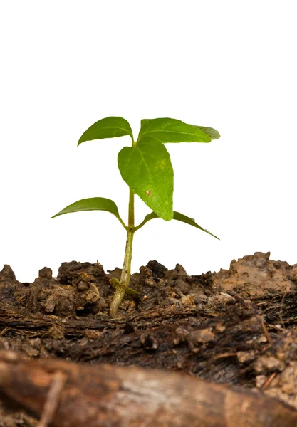 Little tree rise from the ground isolated vertical — Stock Photo, Image