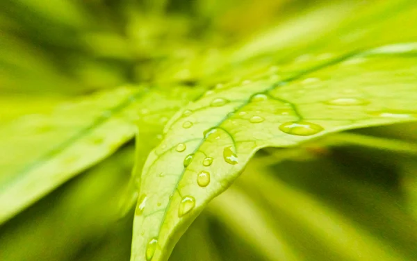 液滴の吹き出すと緑の葉 — ストック写真