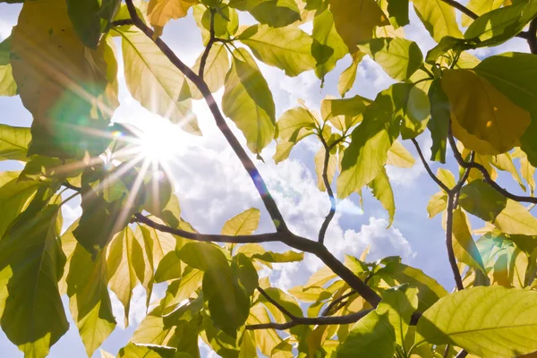 Sonnenstrahl zwischen grünen Blättern — Stockfoto