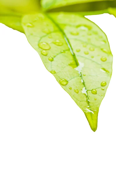 Green leaves with droplet frame — Stock Photo, Image