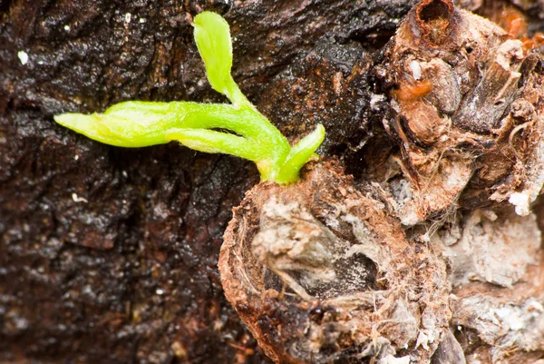 New tree branch germinate from trunk — Stock Photo, Image