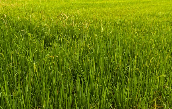 Paddy campo na Tailândia inclinado para a esquerda — Fotografia de Stock