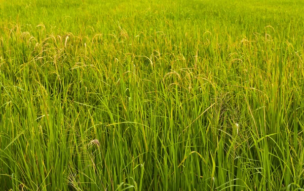 Rijp rijst in paddy veld in thailand gekanteld naar links — Stockfoto