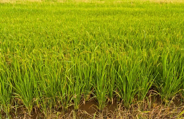 Rostlina rýže v neloupanou oblasti v Thajsku naklonění doleva — Stock fotografie